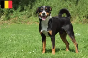 Read more about the article Appenzell Mountain Dog Breeder and Puppies in Belgium