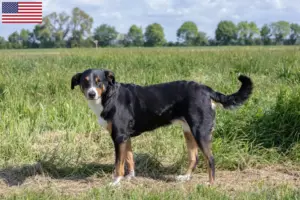 Read more about the article Appenzell Mountain Dog Breeders and Puppies in the USA