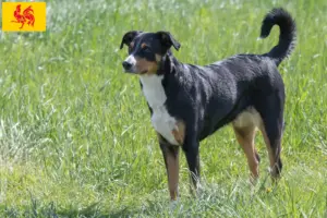 Read more about the article Appenzell Mountain Dog Breeder and Puppies in Walloon Region