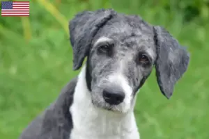 Read more about the article Aussiedoodle breeders and puppies in the USA