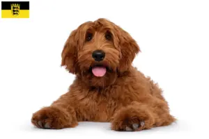 Read more about the article Australian Cobberdog breeders and puppies in Baden-Württemberg