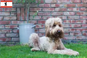 Read more about the article Australian Cobberdog breeders and puppies in Berlin