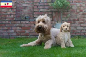 Read more about the article Australian Cobberdog breeders and puppies in Mecklenburg-Vorpommern