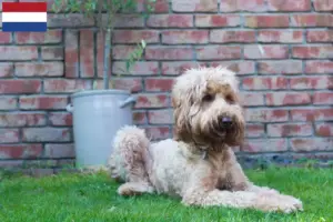 Read more about the article Australian Cobberdog breeders and puppies in the Netherlands