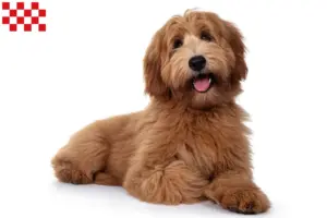 Read more about the article Australian Cobberdog breeders and puppies in North Brabant