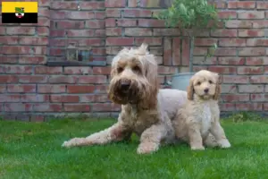 Read more about the article Australian Cobberdog breeders and puppies in Saxony-Anhalt