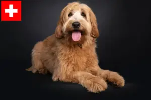 Read more about the article Australian Cobberdog breeders and puppies in Switzerland