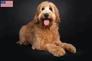 Read more about the article Australian Cobberdog breeders and puppies in the USA