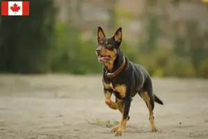 Read more about the article Australian Kelpie breeders and puppies in Canada