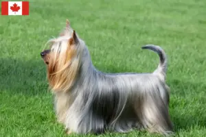 Read more about the article Australian Silky Terrier breeders and puppies in Canada