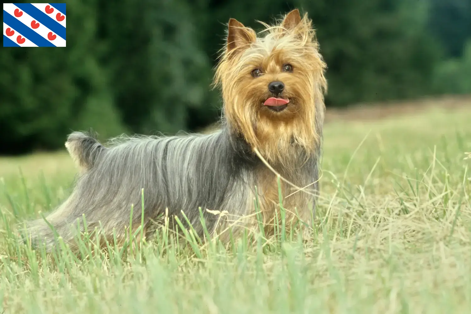 Read more about the article Australian Silky Terrier breeders and puppies in Friesland
