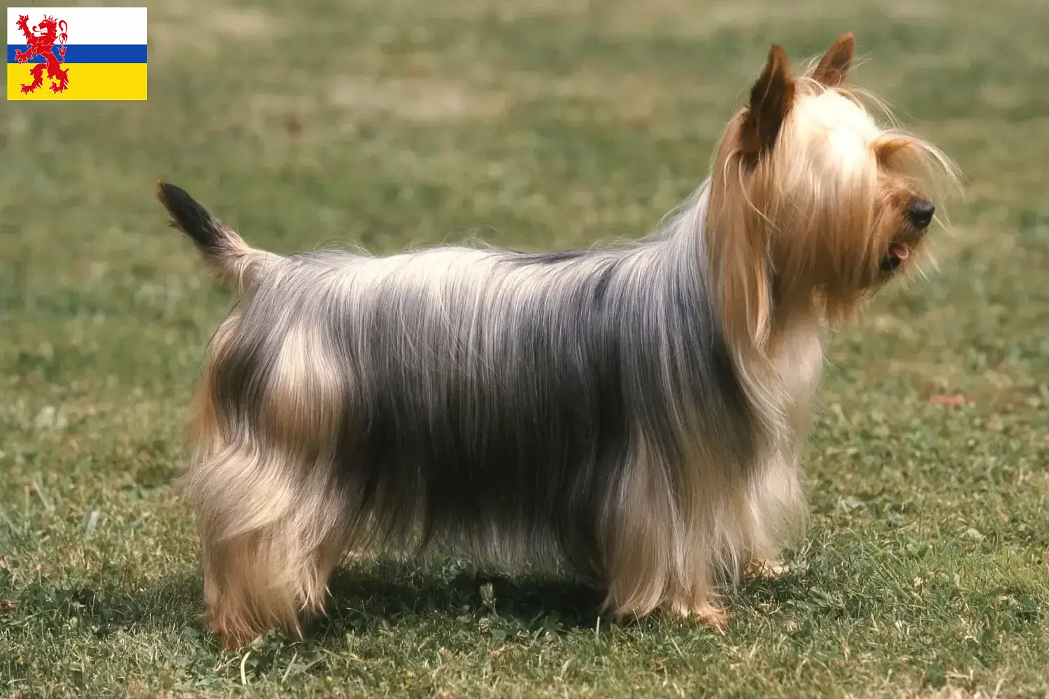 Read more about the article Australian Silky Terrier breeders and puppies in Limburg