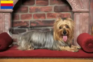 Read more about the article Australian Silky Terrier breeders and puppies in North Holland