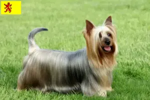 Read more about the article Australian Silky Terrier breeders and puppies in South Holland