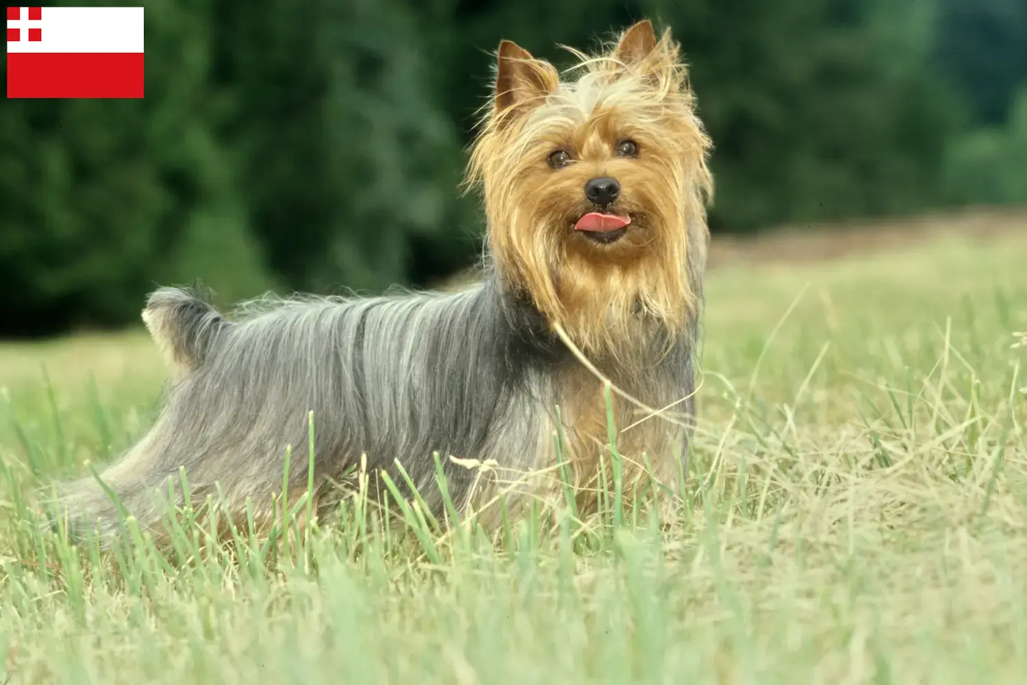 Read more about the article Australian Silky Terrier breeders and puppies in Utrecht