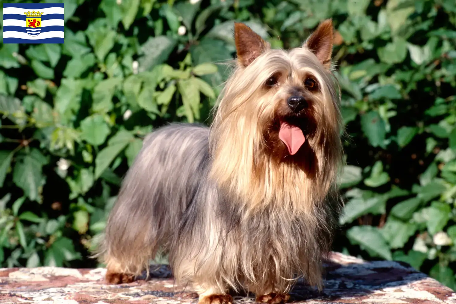 Read more about the article Australian Silky Terrier breeders and puppies in Zeeland