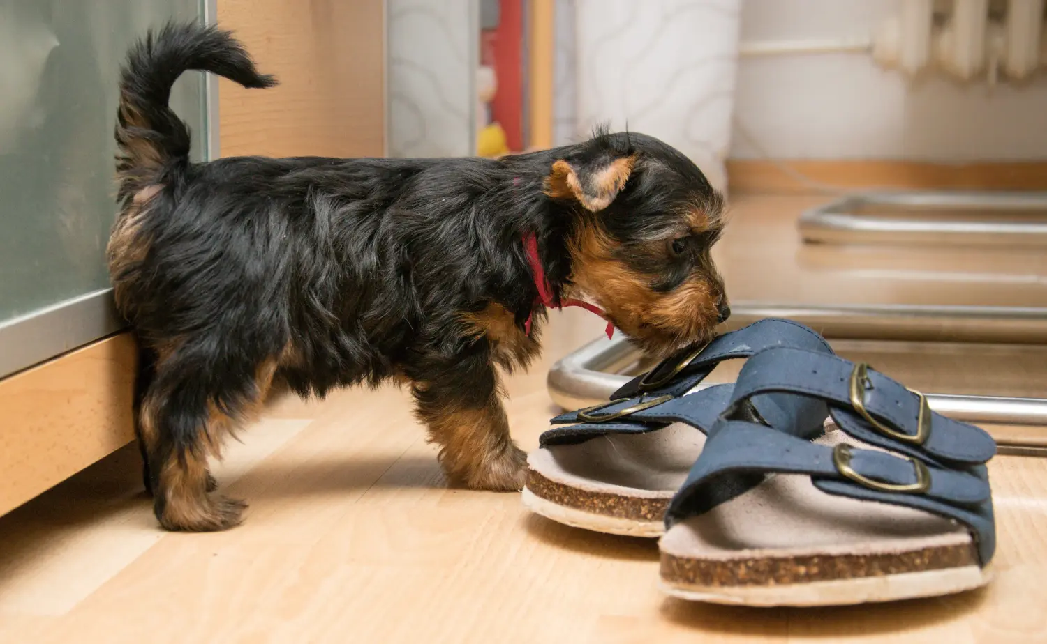 Buying an Australian Silky Terrier puppy means taking responsibility! Buy Australian Silky Terrier puppies.