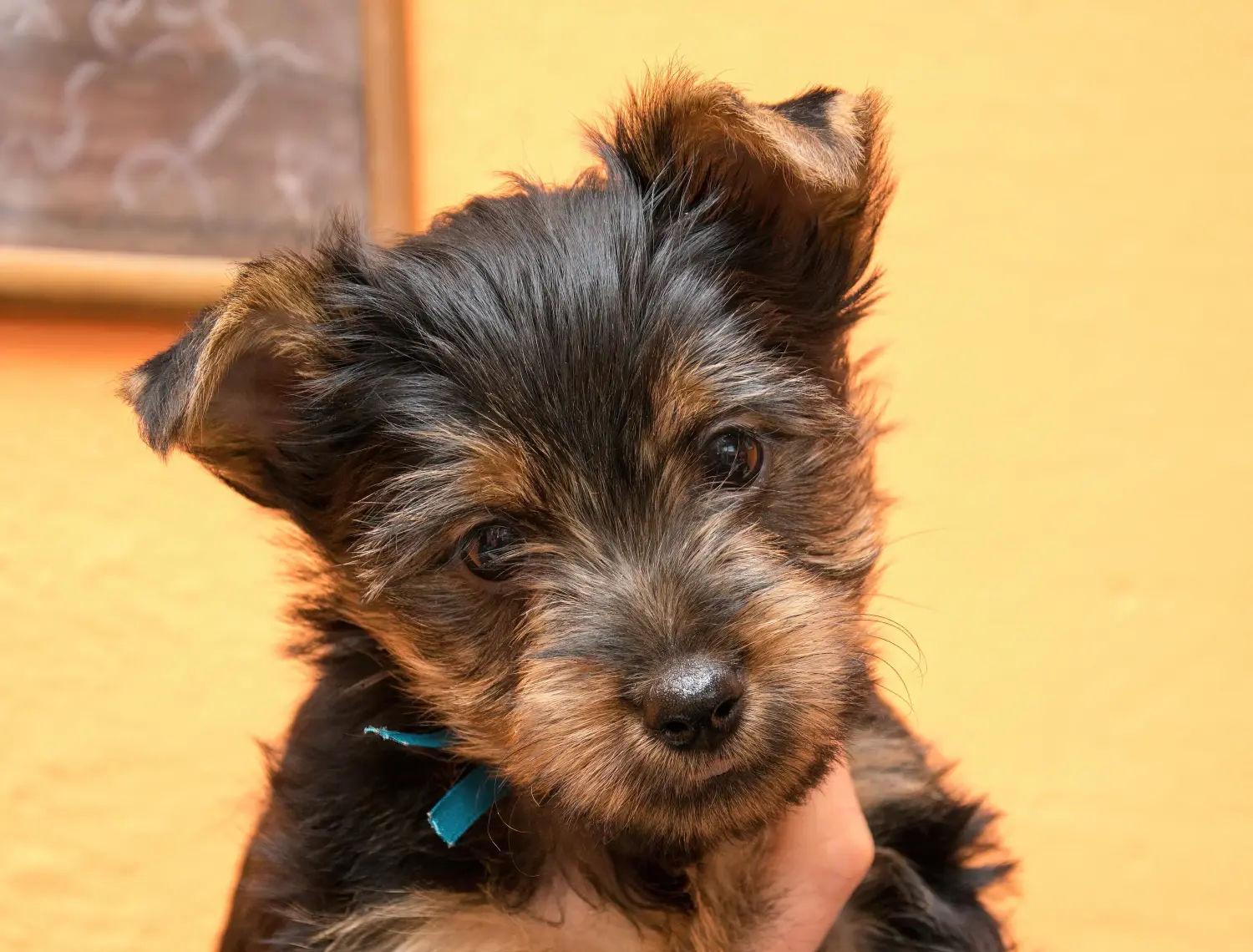 Buying an Australian Silky Terrier puppy means taking responsibility! Buy Australian Silky Terrier puppies.