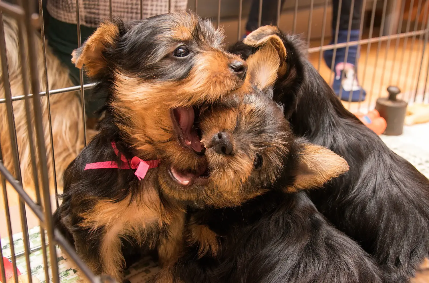 Buying an Australian Silky Terrier puppy means taking responsibility! Buy Australian Silky Terrier puppies.