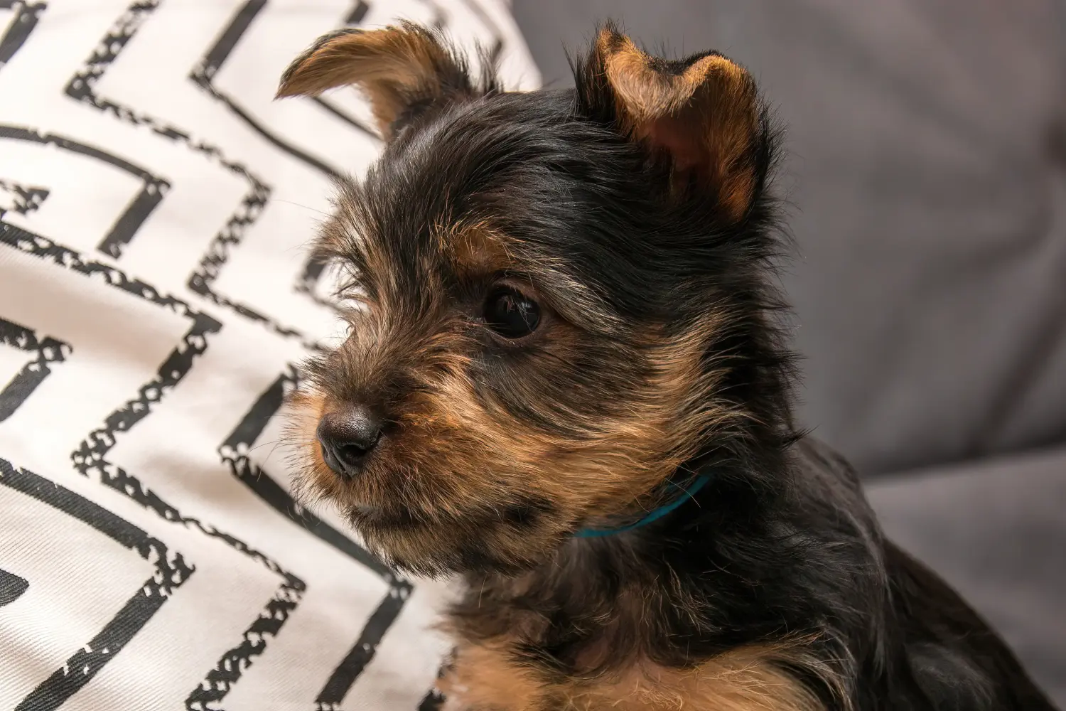 Buying an Australian Silky Terrier puppy means taking responsibility! Buy Australian Silky Terrier puppies.