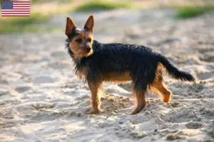 Read more about the article Australian Terrier breeders and puppies in the USA
