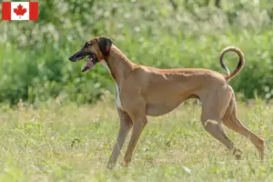 Read more about the article Azawakh breeders and puppies in Canada