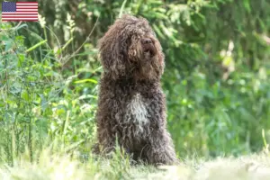 Read more about the article Barbet breeders and puppies in the USA