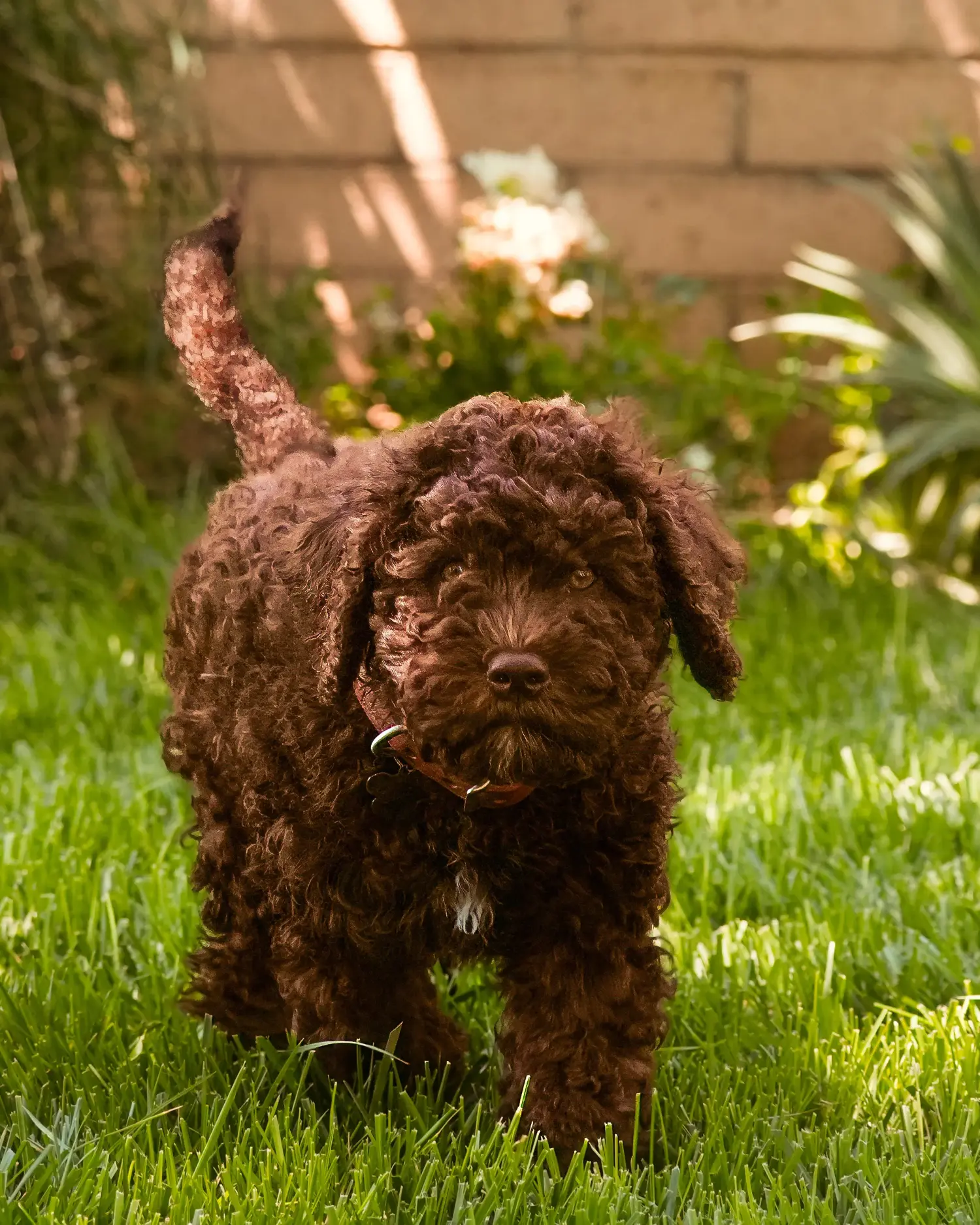 Buying a Barbet puppy means taking responsibility! Buy Barbet puppies.