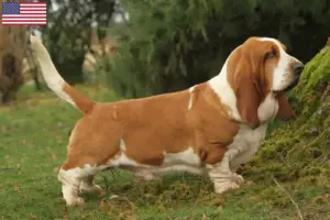 Read more about the article Basset Hound breeders and puppies in the USA