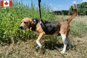 Read more about the article Beagle Harrier breeders and puppies in Canada