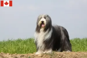 Read more about the article Bearded Collie breeders and puppies in Canada