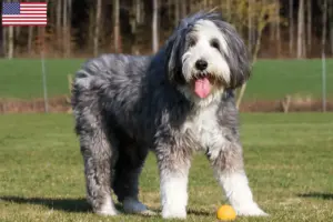 Read more about the article Bearded Collie breeders and puppies in the USA