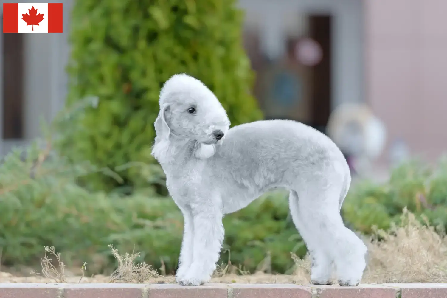 Bedlington Terrier puppies and breeders Canada Find Bedlington Terrier breeders in Canada here.