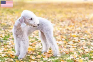 Read more about the article Bedlington Terrier breeders and puppies in the USA