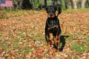 Read more about the article Black and Tan Coonhound breeders and puppies in the USA