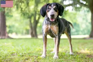 Read more about the article Bluetick Coonhound breeders and puppies in the USA