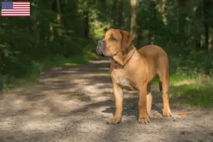Read more about the article Boerboel breeders and puppies in the USA