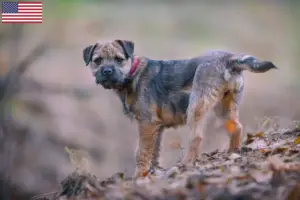 Read more about the article Border Terrier breeders and puppies in the USA