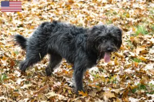 Read more about the article Bordoodle breeders and puppies in the USA
