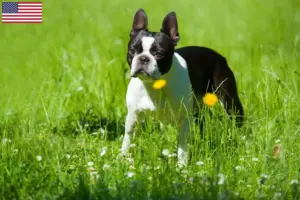 Read more about the article Boston Terrier breeders and puppies in the USA