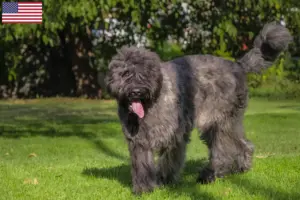 Read more about the article Bouvier des Flandres breeders and puppies in the USA