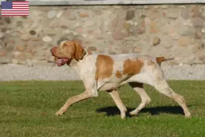 Read more about the article Bracco Italiano breeders and puppies in the USA