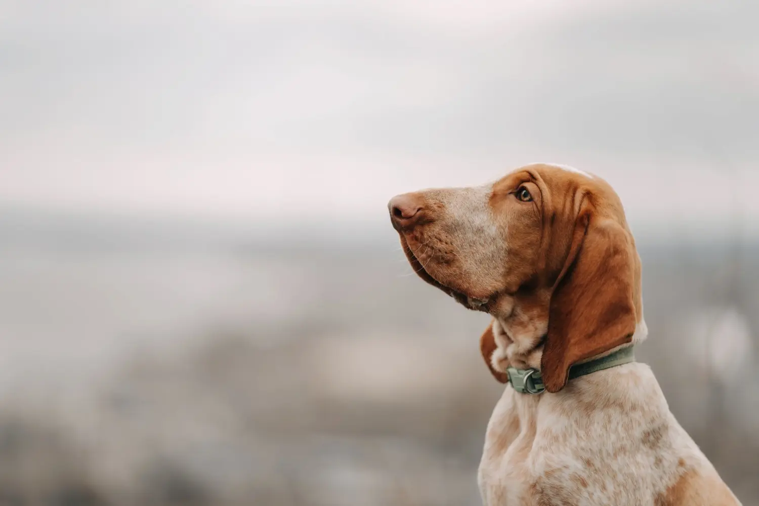 Buying a Bracco Italiano puppy means taking responsibility! Buy Bracco Italiano puppies.