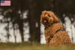Read more about the article Cavoodle breeders and puppies in the USA