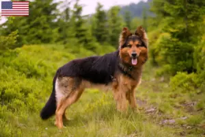 Read more about the article Chodský pes breeders and puppies in the USA