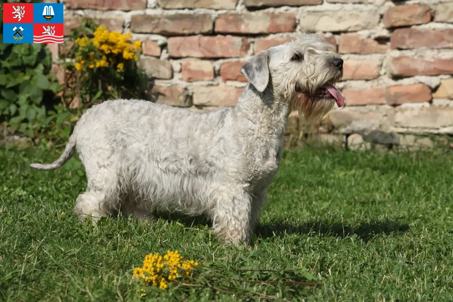 Read more about the article Czech Terrier breeder and puppies in Karlovy Vary