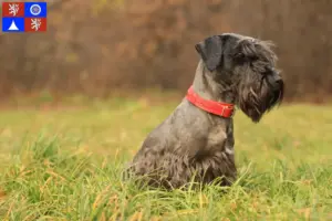Read more about the article Czech Terrier breeder and puppies in Liberec