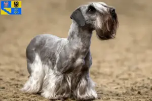 Read more about the article Czech Terrier breeder and puppies in Olomouc