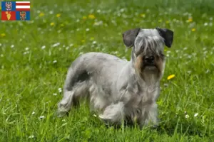 Read more about the article Czech Terrier breeder and puppies in South Moravia