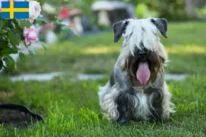 Read more about the article Czech Terrier breeder and puppies in Sweden